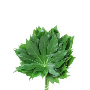 Aralia Leaves
