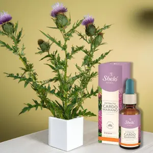 Cardo Mariano/ Milk Thistle for fatty liver dietary supplement