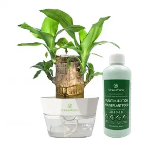 Brazilian Lucky Wood Live Plant - U.S. Grown with Nutrient Solution, Minimalist/Boho Indoor Desktop Ornament, Low-Maintenance Lucky Plant