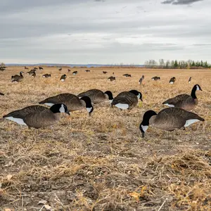 V2FF Fully Flocked Canada Goose Silhouettes