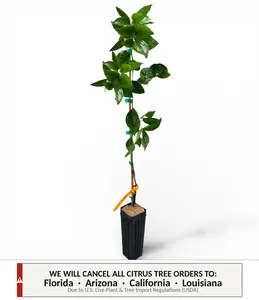 Sanguinelli Blood Orange Tree | No Ship CA AZ LA FL | Deep Red Citrus, Sweet-Tart Flavor & Late Season Premium Orange | Premium Indoor Outdoor Citrus Tree
