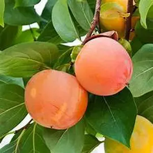 Saijo Persimmon Tree Seedling 2-3 feet