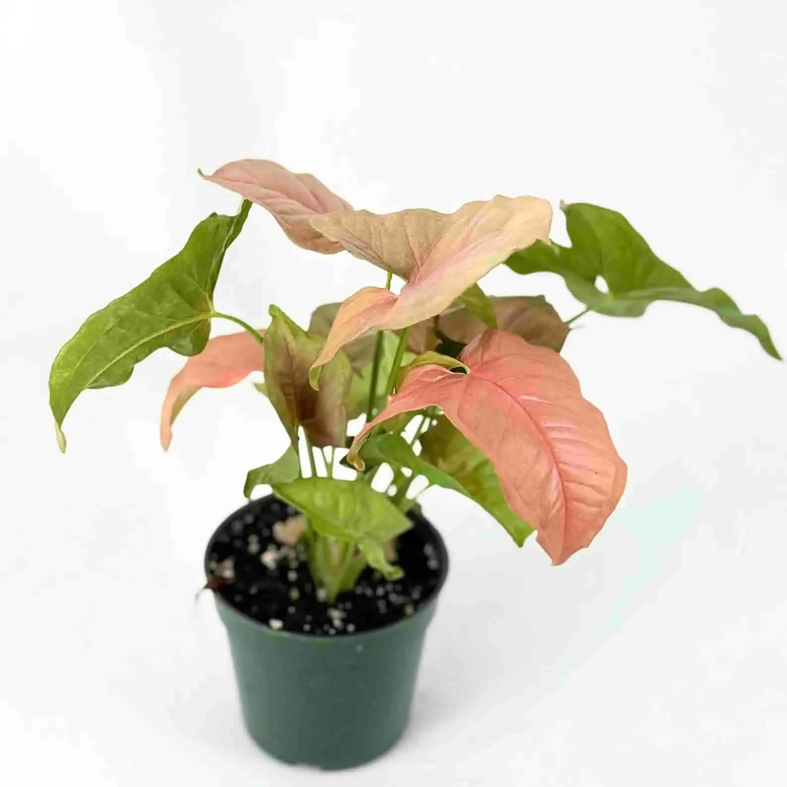 Syngonium Pink Perfection Potted Live Plant 4in - Rare Arrowhead Vine