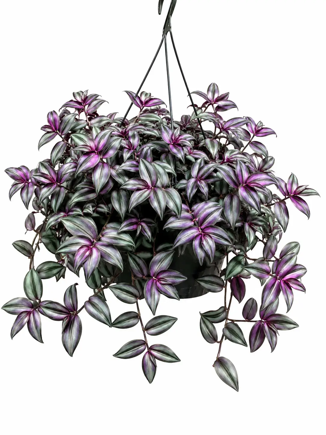 Tradescantia Zebrina Purple Variegated Wandering Jew Cuttings - Real Gardening Tropical House Plants, 2-4 In Tall, Easy-Care for Indoor & Outdoor Planting, Gardening Plant, Tropical House Plant