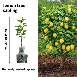 2026 Trend Lemon Tree Seedlings,Citrus Fruit Plant,Potted Dwarf Citrus Tree,Perennial Edible Garden Shrub,Outdoor & Indoor Landscape Plant,Compact Style,Heat Resistant,Evergreen,Fast Fruiting,Rich Aroma,High Yield,Easy Care Fresh Lemon Plant for Yard