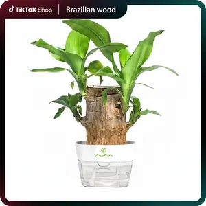 Lucky Brazilian Wood Indoor Live Plant, Low-Maintenance Desk Plant for Home & Office, Potted Green Decor