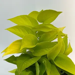 Pothos Neon 6" Pot House Plant - neon pothos Unique Neon-Colored Leaves, Easy Care, Ideal for Indoor Home