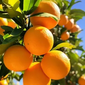 50pcs Premium Orange Seeds for Planting - High Germination Rate, Non-GMO, Fresh Citrus Seeds for Home Garden