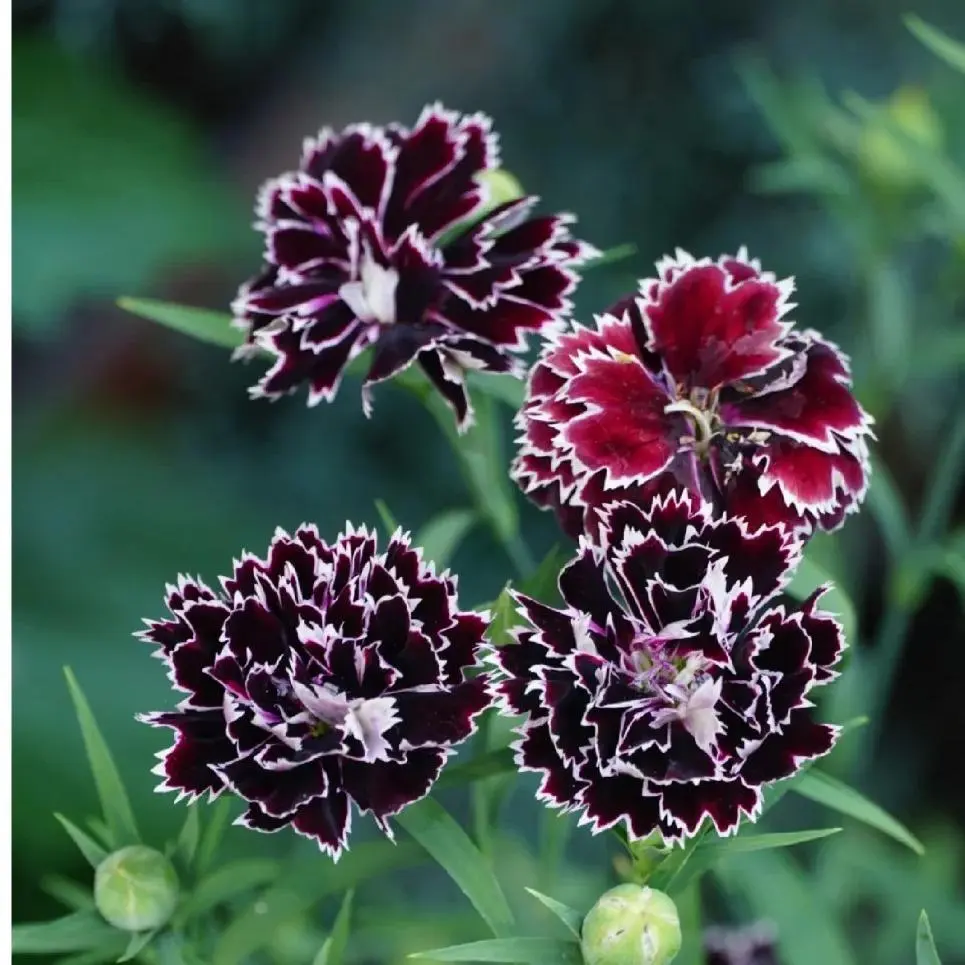 200 Pcs Black-Red Dianthus Flower Seeds – Unique Dark-Tone Petals, Easy to Grow, Perfect for Home Gardens and Landscapes – Seeds Only