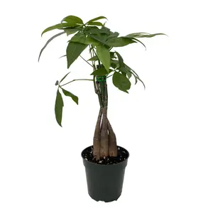 Twisted Money Tree - Pachira - 4" Pot - Easy House Plant - Trending