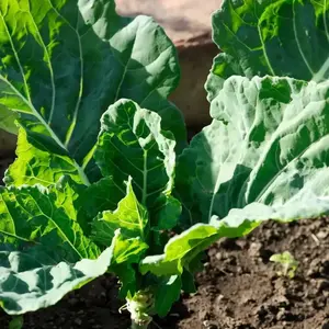 Collard Greens Leafy Nutritious Veggies Seeds 4 Pack x 500 Seeds Fast Germination Indoor Outdoor Balcony Patio