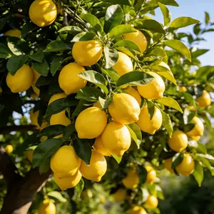 Citrus Lemon Tree Seeds – Grow Your Own Fruit at Home, Suitable for Outdoor Garden and Indoor Large Pots, Easy Care for Beginners