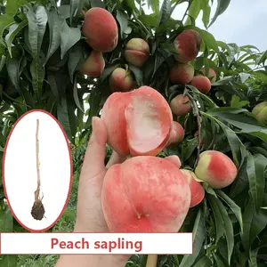 Dedicated live broadcast peach saplings - cold-resistant - the fruit is sweet and juicy, easy to care for, and enjoy the fun of home-grown peaches early!
