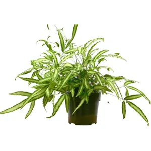 House Plant 6-FERN-ALBO 8-14 in. Tall Pteris Cretica Albo Fern Plant in 6 in. Pot