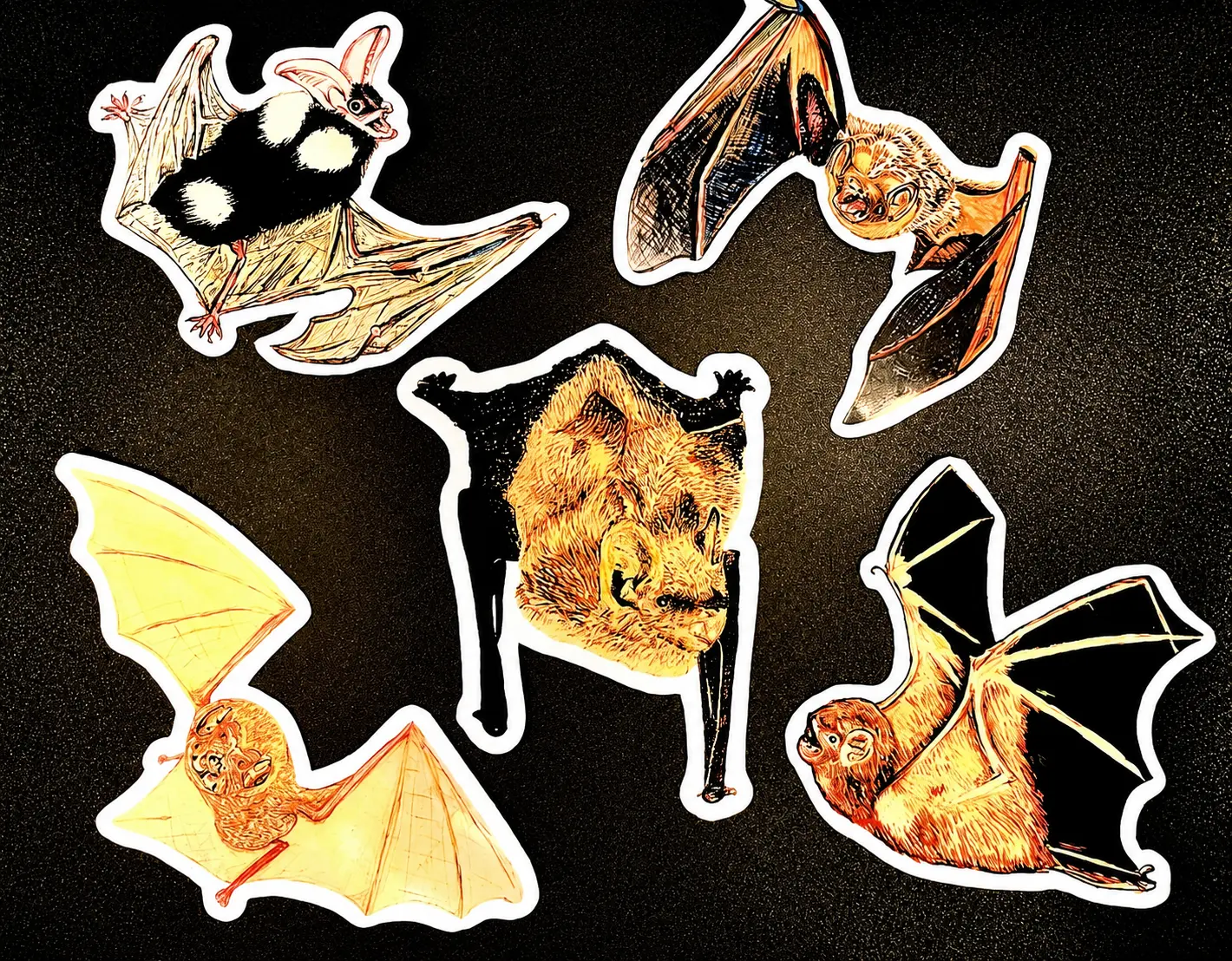 Hand-Drawn North American Bat Species Waterproof Stickers - Includes 5 Bat Species With One Individual Per Sticker - 1 Dollar Will Be Donated For Every Sale Made To Bat Conservation International