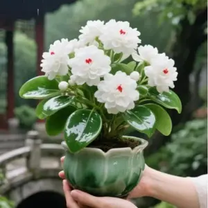 Jasper Flower Seeds – Beautiful Flowering Perennials for Outdoor Gardens & Landscaping – Low Maintenance & Easy Care