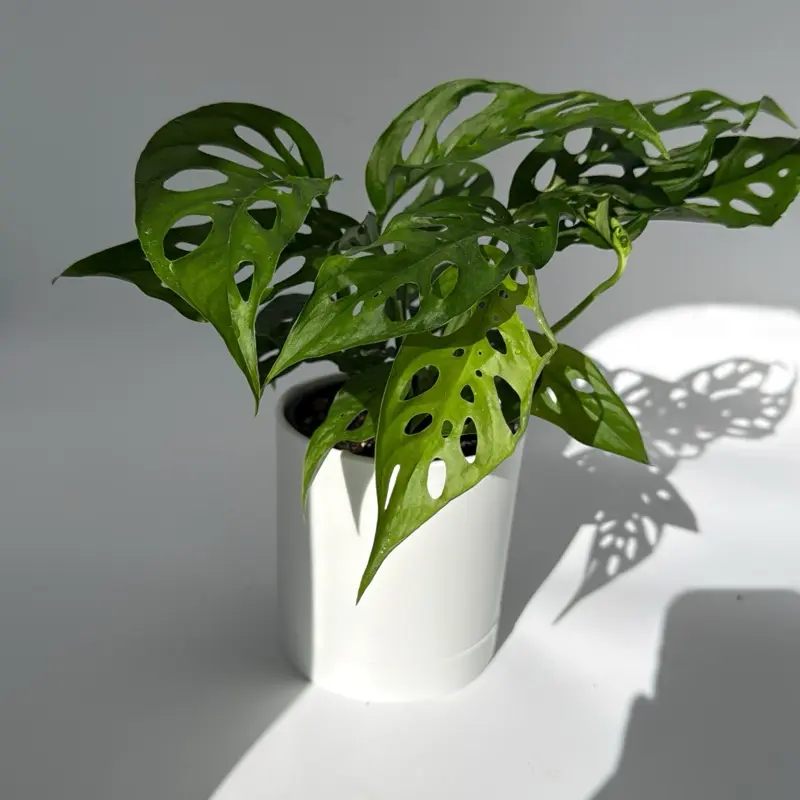 philodendron bedeutung Philodendron × mandaianum – Erubescens × Hastatum Hybrid
