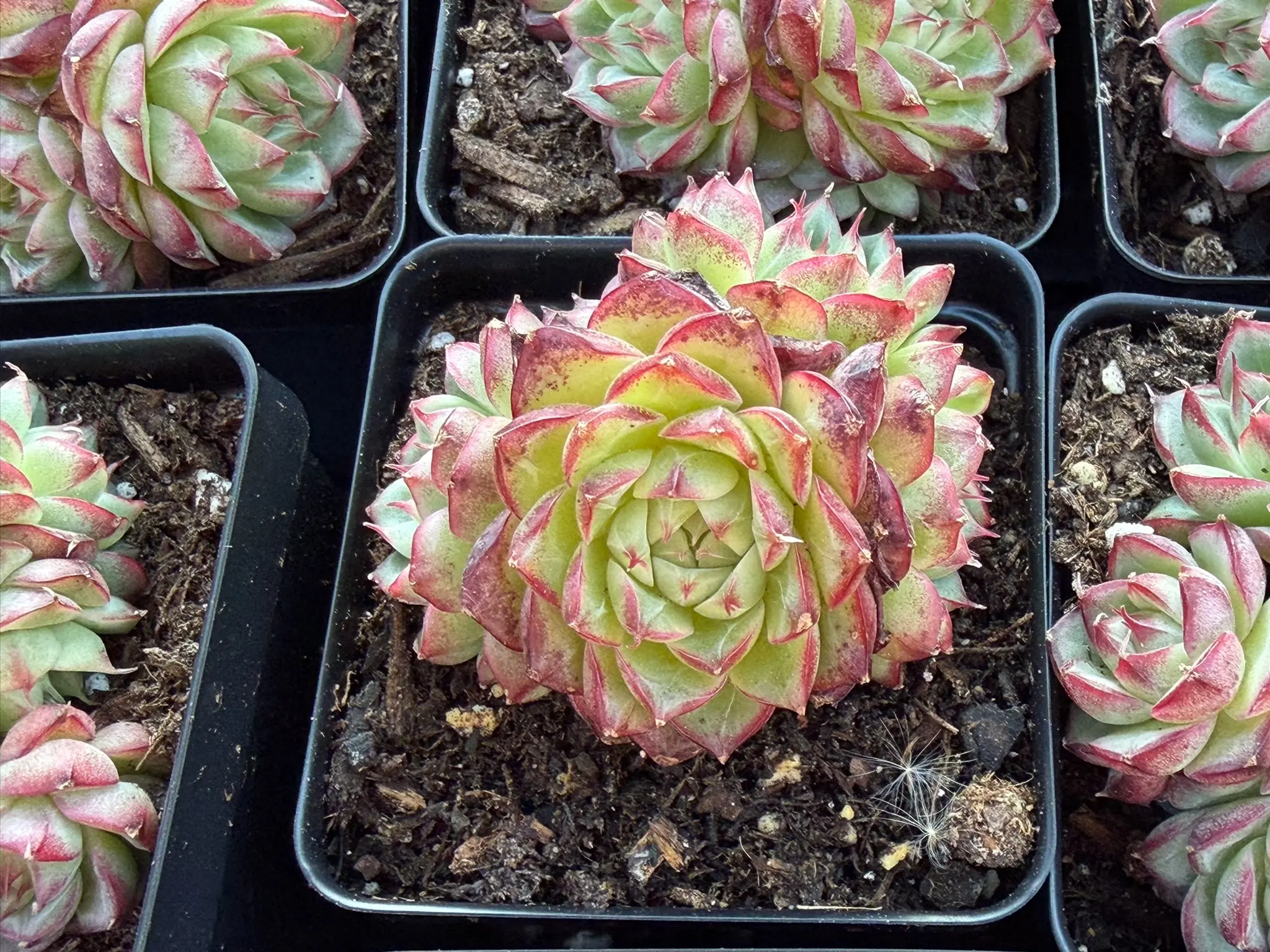 Echeveria 'Amethyst Jenny' Cluster (around 4”)- Bare Root Succulents - Terra Tales