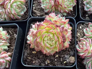 Echeveria 'Amethyst Jenny' Cluster (around 4”)- Bare Root Succulents - Terra Tales