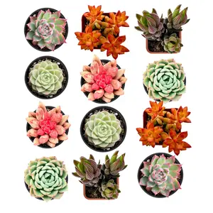 Live Succulent Plants, Assorted Succulents Fully Rooted in 2in Planter, Easy to Survive Garden Decor Indoor Outdoor Houseplants for Party Wedding Baby Shower Favors