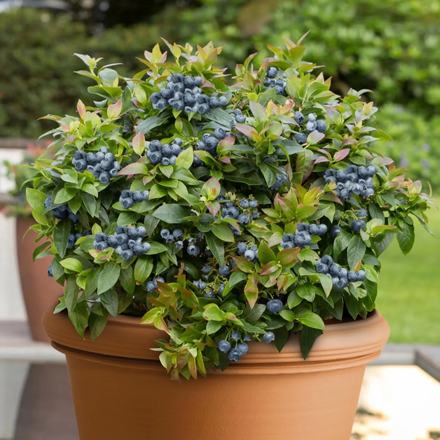 300+ Blueberry Seeds for Planting Fruits Organic Fresh Fruit Seeds Dwarf Fruit Tree Plants Seedling Balcony Potted Blueberry Live Plant Seed Bonsai Fruit Plant for Sale Real Plants Gardening Flower Seeds Vegetable Plants