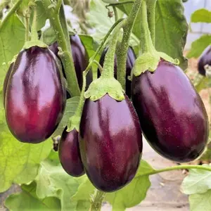 TomorrowSeeds - Indian Eggplant Seeds -  Brinjal Ratna Small Baby Round Egg Aubergine Mini Chinese Eggplants USA Garden Vegetable Seed For 2024