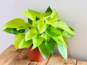 Neon Pothos - Epipremnum Pinnatum - Easy Plant