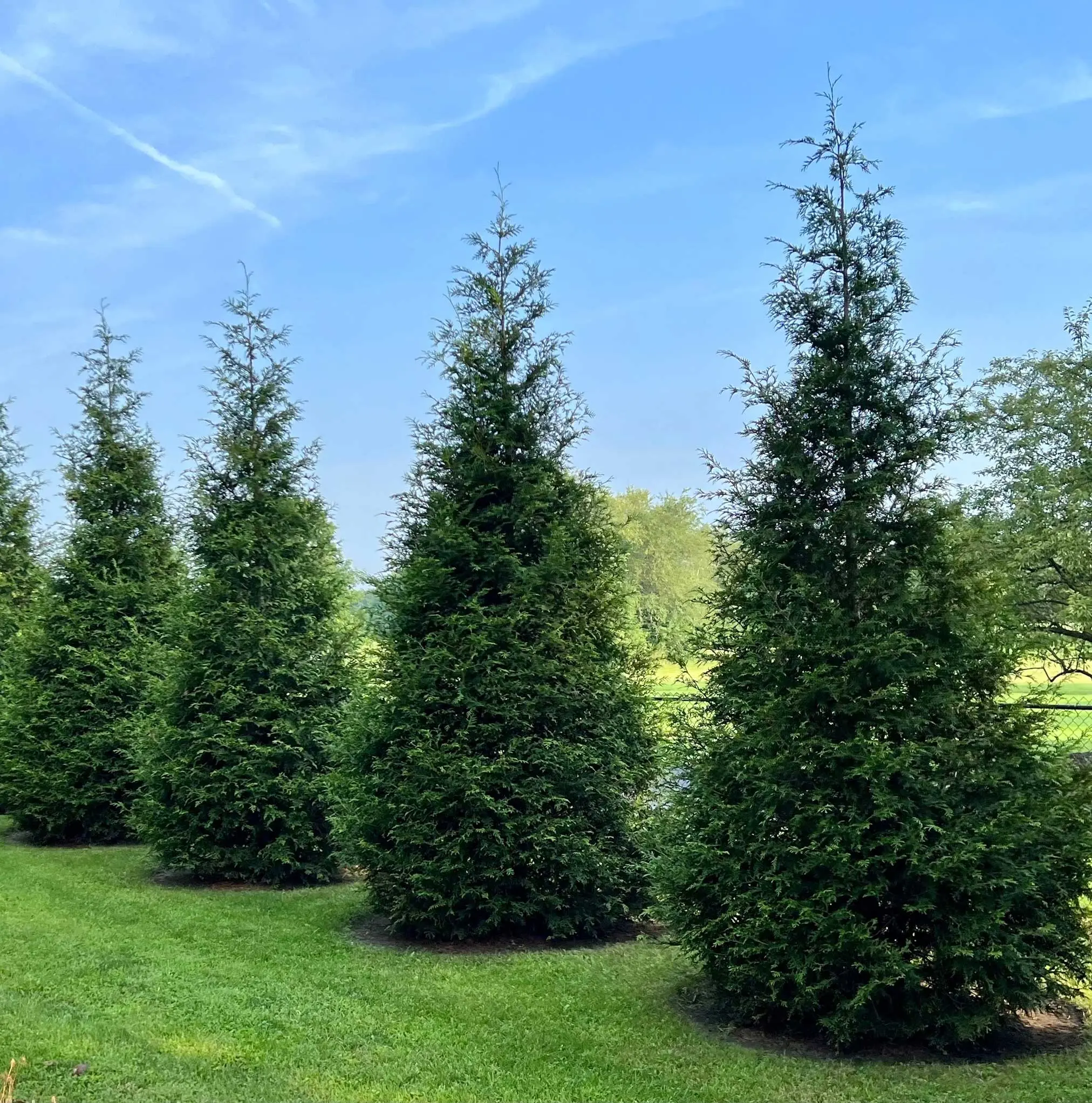 Thuja Green Giant Arborvitae | Fast-Growing Privacy Tree | Live Evergreen | Zones 5-9