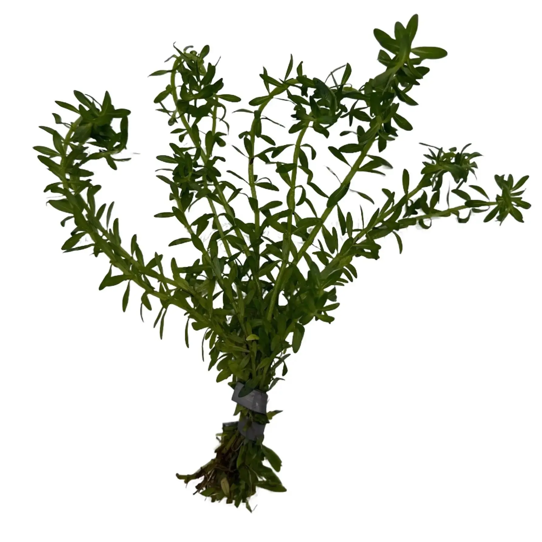 Tofu's Tanks Rotala Nanjenshan Stem Plant Bunches- Freshwater Aquarium Plant- Great for bettas, tetras, guppies, and more!
