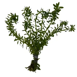 Tofu's Tanks Rotala Nanjenshan Stem Plant Bunches- Freshwater Aquarium Plant- Great for bettas, tetras, guppies, and more!