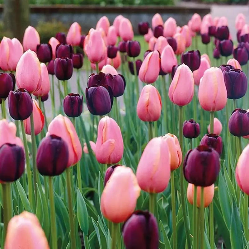 200 Bulk Tulip Flower Seeds - Beginner-Friendly, All-Seasons Growth for Gardens, Pots - Vibrant Colors, Bagged Seeds (Not Live Plants) for Garden Borders, Full Sun Plants, Decorative Landscaping, Bulk Flower Seeds