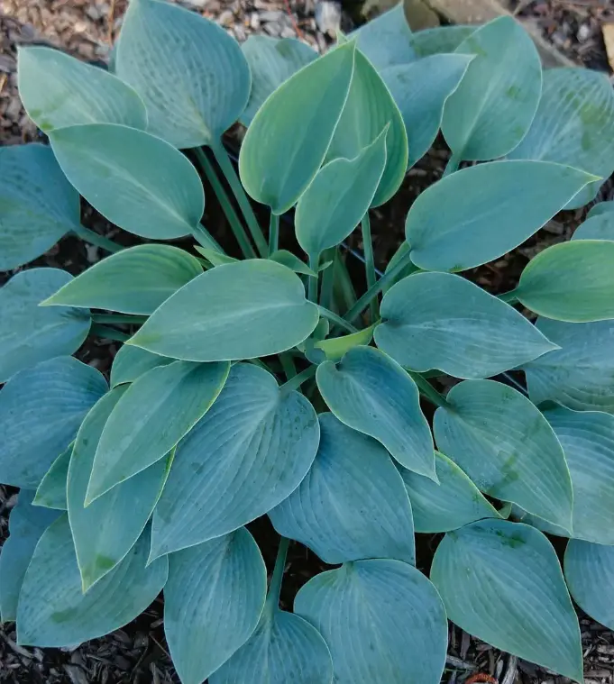 Blue Hosta Plant Live for Planting Indoors Outdoors, Hostas Live Plants Outdoors Perennial, in Quart Pot