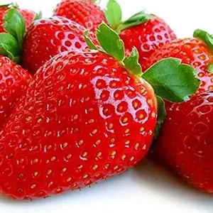 Everbearing Strawberry Plants for Growing - Grow and Eat Delicious Strawberrys - Fruit Very Firm, Sweet, High Yields