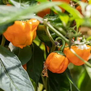 Organic Jamaican Hot Yellow Pepper Seeds (Capsicum annuum) – Very Hot, Bright Yellow Peppers, Great for Spicy Caribbean Dishes – 10+ Seeds