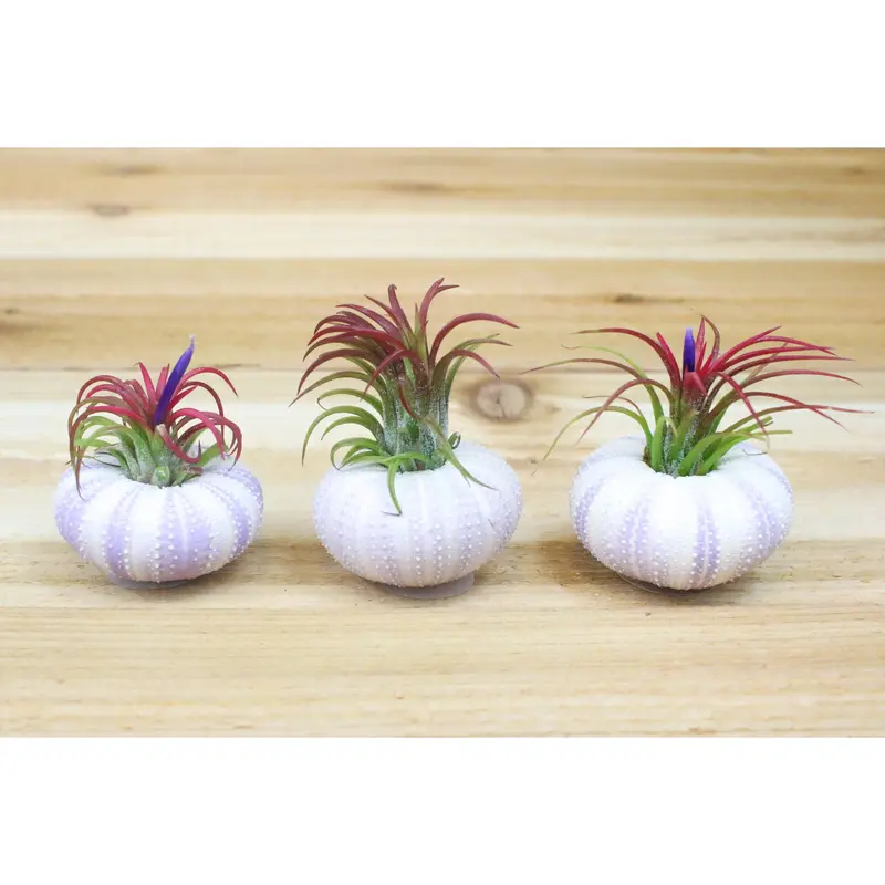 where to buy air plants - TikTok Shop