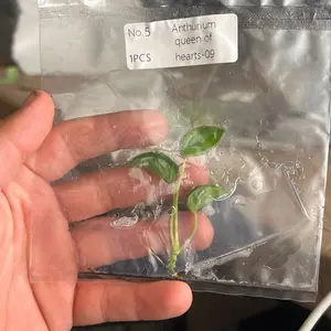 Anthurium “Queen of Hearts” – Rare Tissue Culture Plantlet | Velvet Red Aroid Starter
