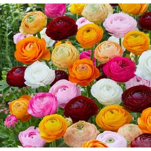 30 - Piece Mixed - Color Ranunculus Bulbs: Ideal for Gardening and Decoration, Effortlessly Planted