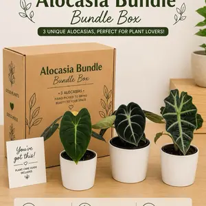 Alocasia Bundle – 3 Live Alocasia Plants in 4” Pots | Rare Tropical Indoor Houseplants | Collector Favorites