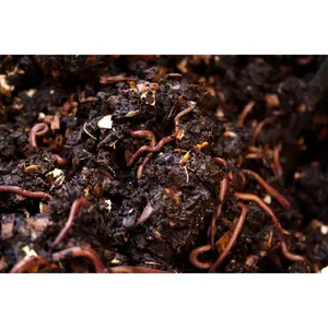 Pure Red Wigglers 1 lbs Eisenia Fetida for Vermicomposting & Soil Health Easy Care Versatile Worms for Gardening and Composting