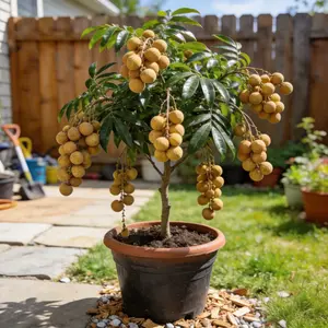 Longan Tree Seedling – Tropical Fruit Plant for Home Garden