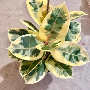 Ficus Tineke in 8” Pots Live Houseplants