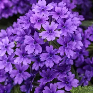 Superbena® Imperial Blue Verbena
