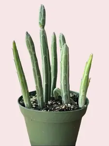 Live Pickle Plant - Little Pickles Plant - Pickle Succulent Plant - 4 Inch Pot