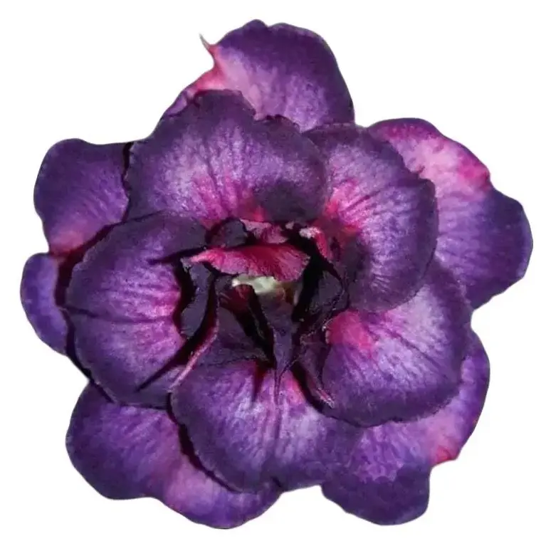 Green River 2 Pcs Dark Purple Pink Desert Rose Seeds- Premium Desert Rose Plant Seeds for Bonsai & Pots, Exotic Flower Seeds for Gardening, Perennial Plant Seeds for Outdoor & Indoor, Rare Flowering Succulent