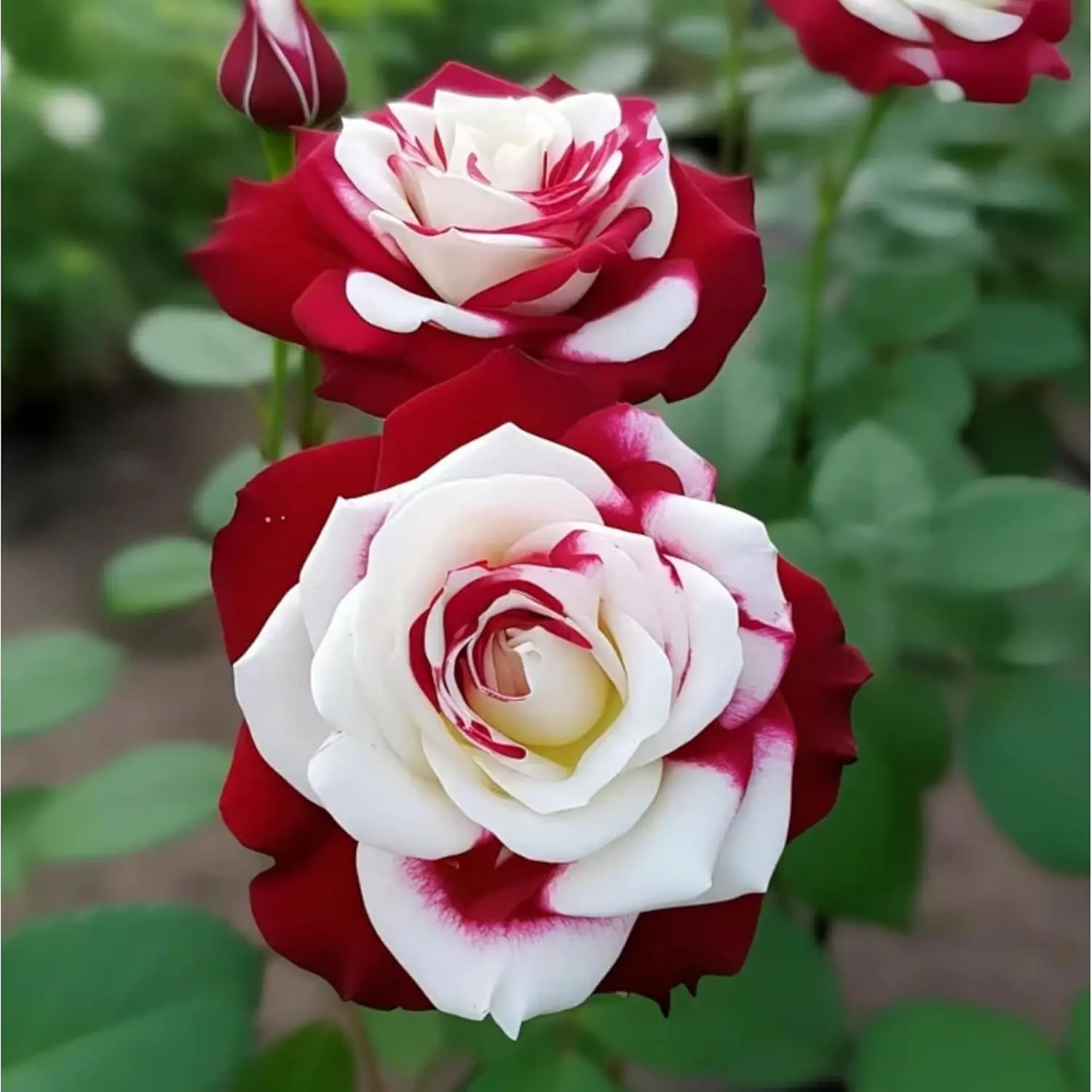 【Buy 2 Get 1 Free】200/1000pcs Rare Twin Red White Rose Flower Seeds for Planting -Romantic Summer Rose Seeds, Captivating Garden Blooms Non GMO Heirloom Garden - Planting Instructions for Easy Grow - Great Gardening Gifts