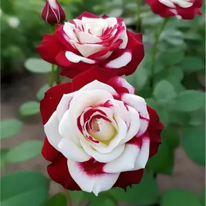 【Buy 2 Get 1 Free】200/1000pcs Rare Twin Red White Rose Flower Seeds for Planting - Captivating Garden Blooms Non GMO Heirloom Garden - Planting Instructions for Easy Grow - Great Gardening Gifts
