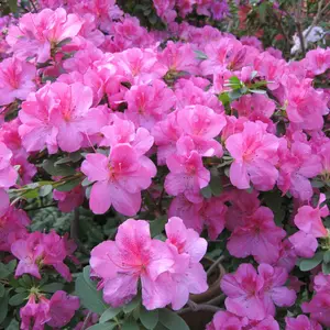 FlorAmore Lavender Reblooming Azalea - 1 Gallon Pot