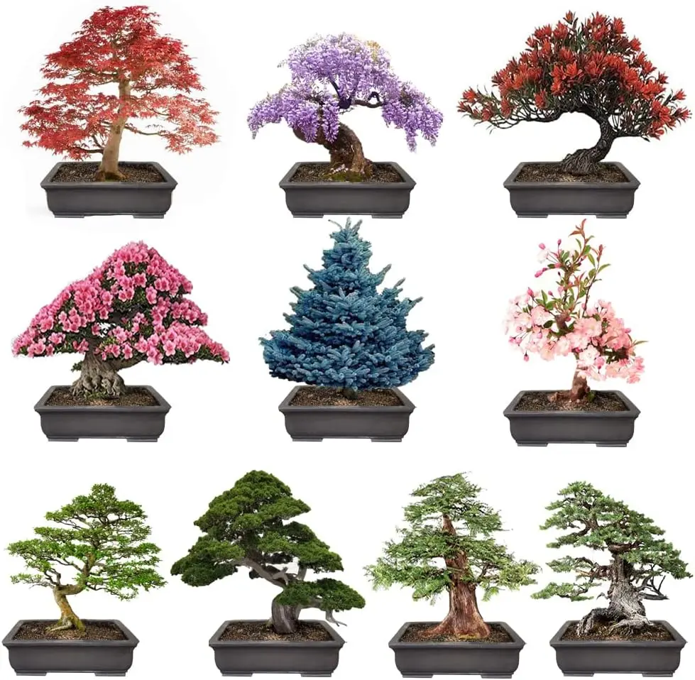 Bonsai Tree Seeds – 10 Popular Varieties of Non GMO Heirloom Bonsai Seeds Red Maple, elm Tree, Blue Spruce, Black Spruce, Black Pine, Wisteria, Sakura, Flame Tree, Bauhinia, Dawn Redwood
