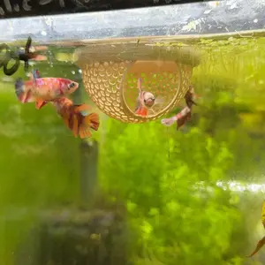 Betta fish rest floating betta hide fish