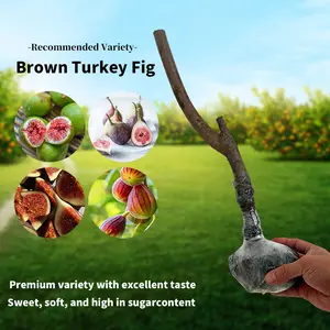 Heirloom Non-GMO Fig Tree Live Plant – Fast Growing Perennial Fig Fruit Tree Seedling for Garden Beds, Patio Containers, Backyard Orchard, Drought Tolerant, Easy Care, Fresh Fig Harvest